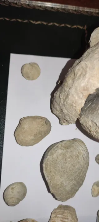 Lote de Fósiles Variados 1