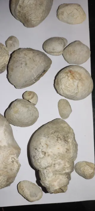 Lote de Fósiles Variados 1