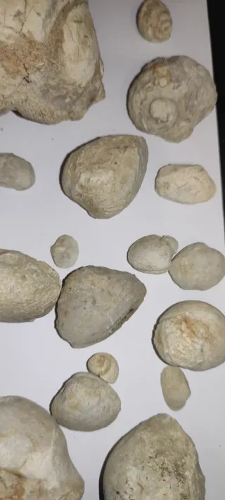 Lote de Fósiles Variados 1