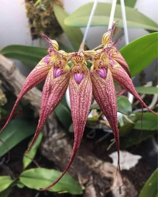 Bulbophyllum Elizabeth Ann Buckleberry Orchidea