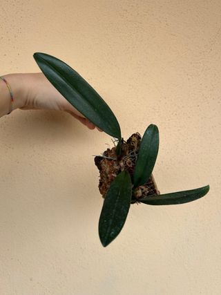 Bulbophyllum Elizabeth Ann Buckleberry Orchidea