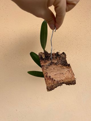 Bulbophyllum Elizabeth Ann Buckleberry Orchidea