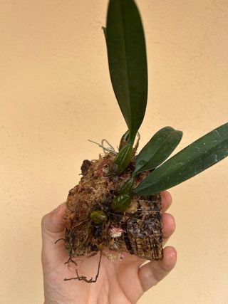 Bulbophyllum Elizabeth Ann Buckleberry Orchidea