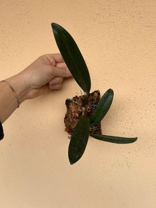 Bulbophyllum Elizabeth Ann Buckleberry Orchidea