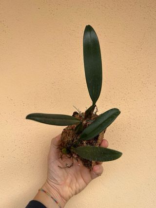 Bulbophyllum Elizabeth Ann Buckleberry Orchidea