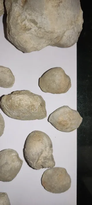 Lote de fósiles marinos 2