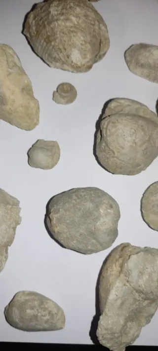 Lote de fósiles marinos 2