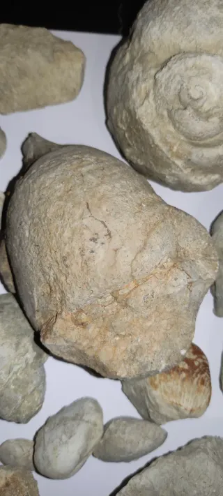 Lote de Fósiles Marinos 3