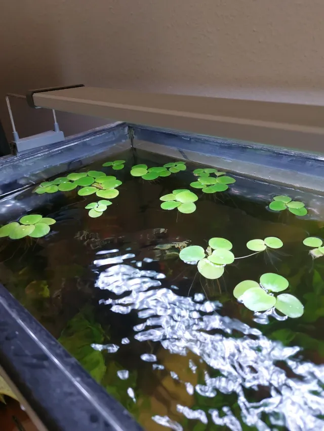 Lemnobium laevigatum - Planta flotante acuario