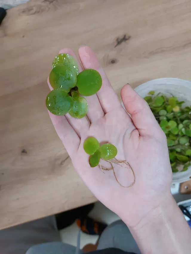 Lemnobium laevigatum - Planta flotante acuario