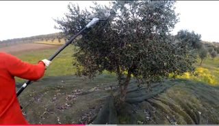 Servicio de recolección de aceitunas por hora 18€