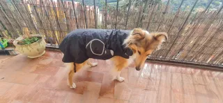 Chubasquero United Pets Negro y Marrón