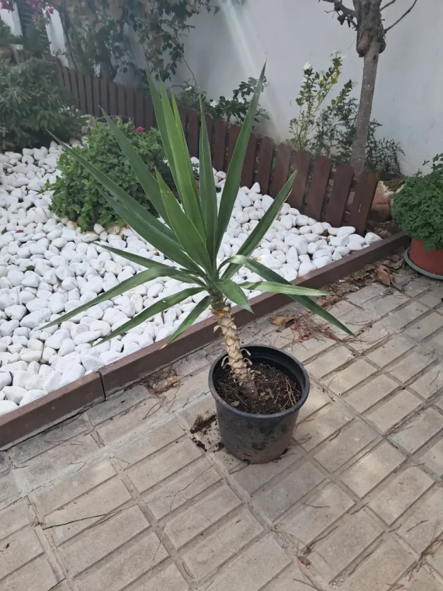 Yucca