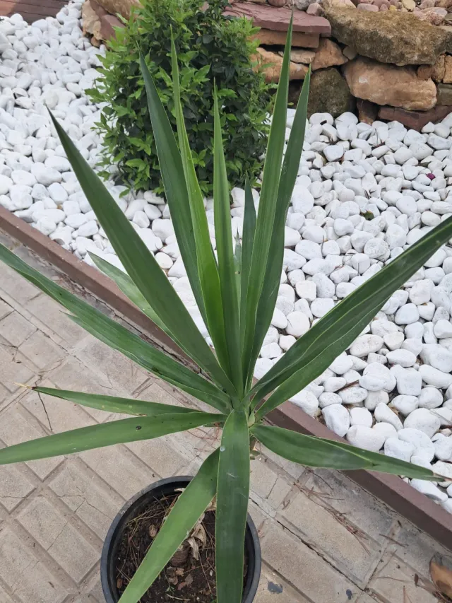 Yucca