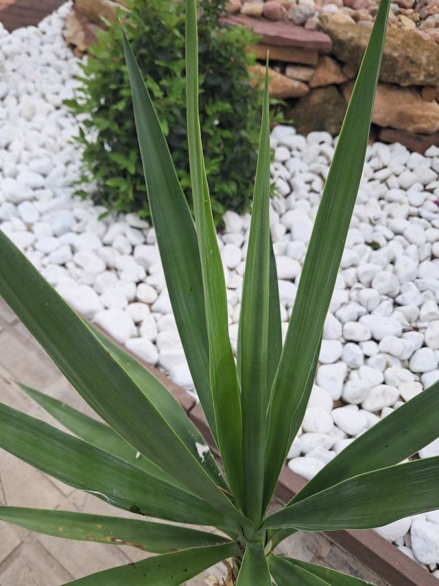 Yucca