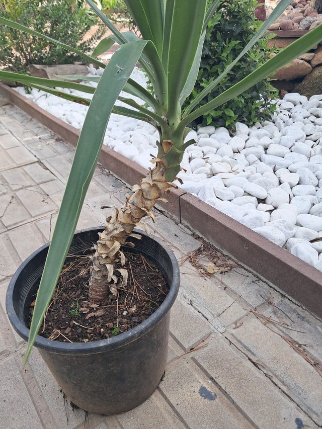 Yucca