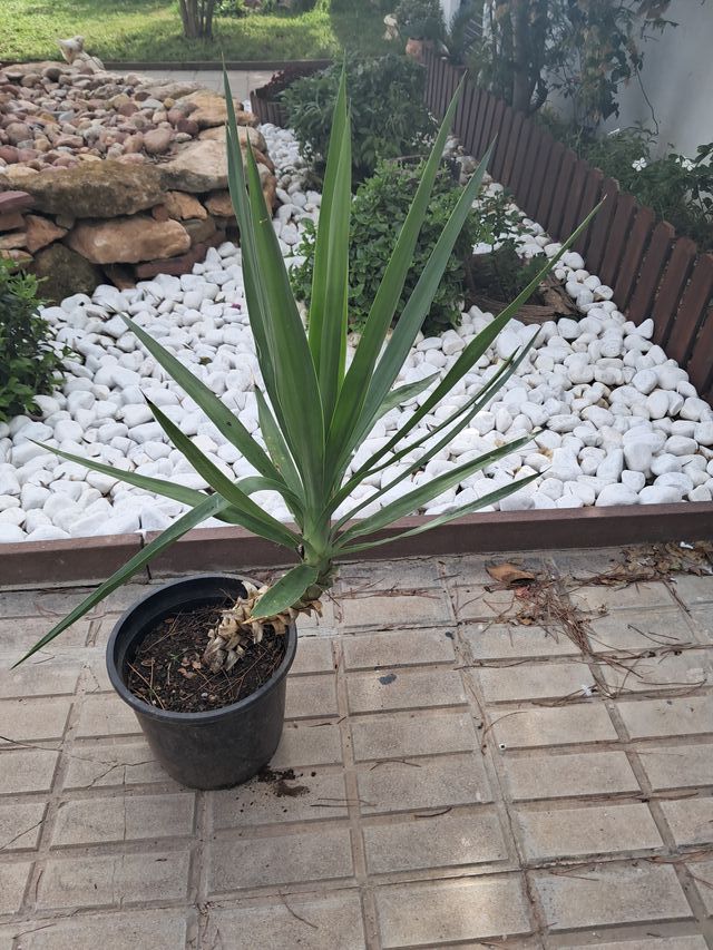 Yucca