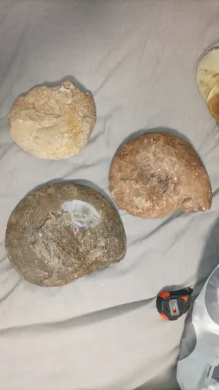 Fósiles de Amonites