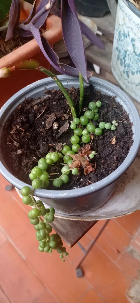 Planta Senecio (collar de perlas) hijos enraizado