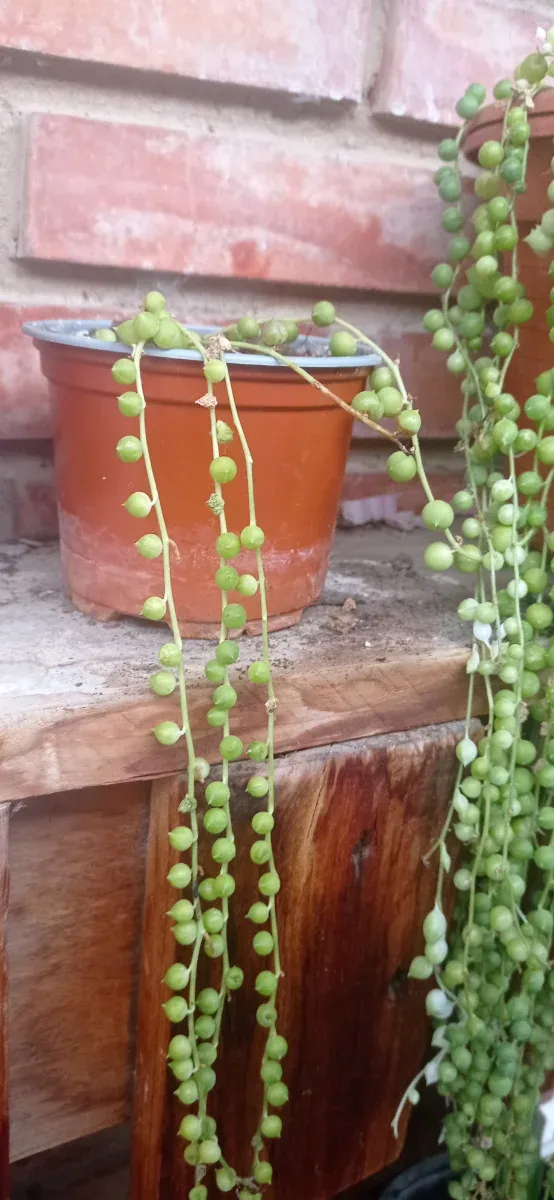 Planta Senecio (collar de perlas) hijos enraizado