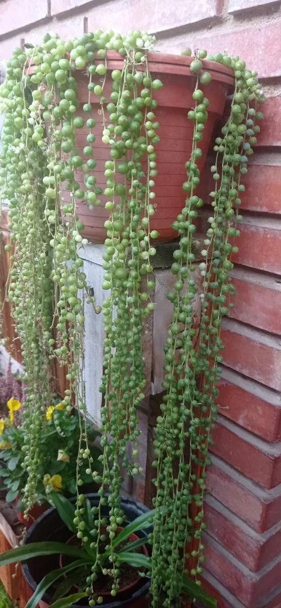 Planta Senecio (collar de perlas) hijos enraizado