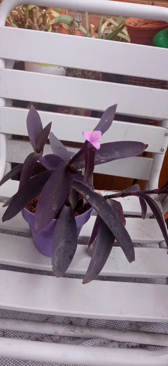 Planta Amor de Hombre Tradescantia Pallida