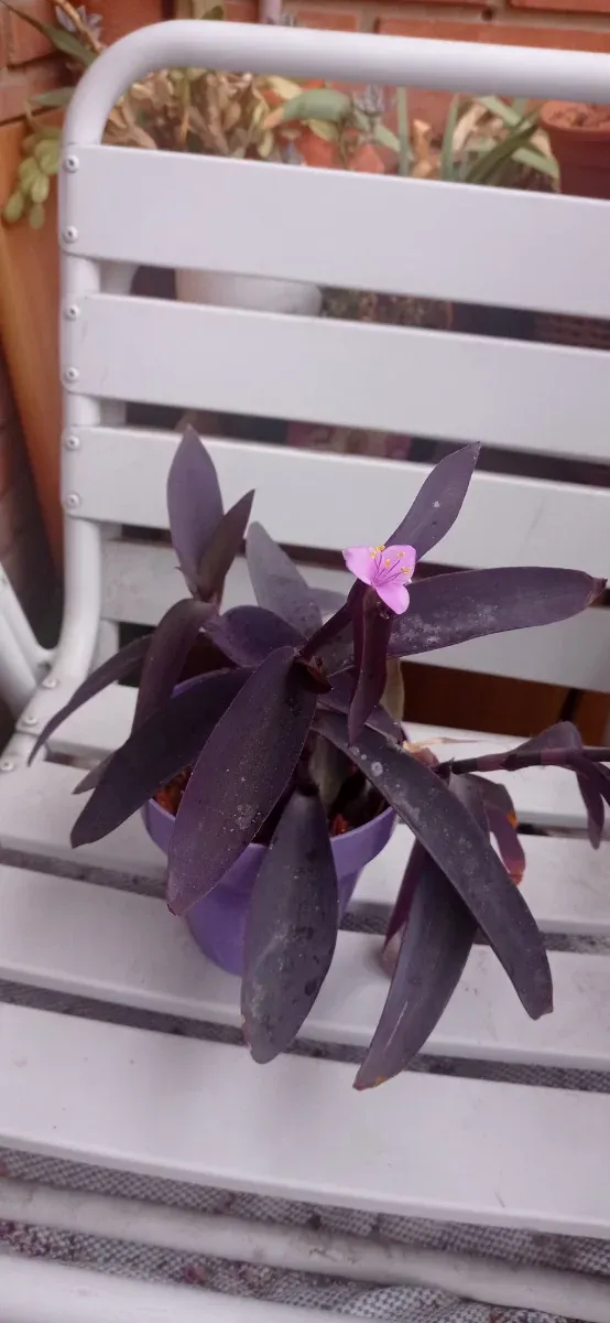 Planta Amor de Hombre Tradescantia Pallida
