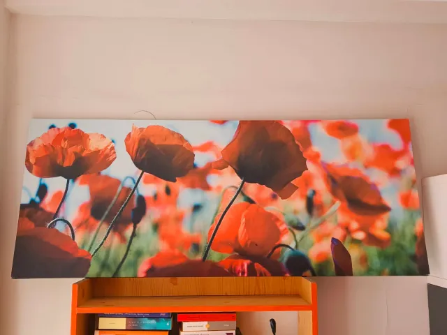Lienzo grande flores amapola rojas