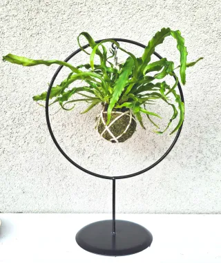 Kokedama felce con supporto metallo