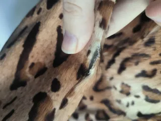 Chaqueta Piel Leopardo Toypes