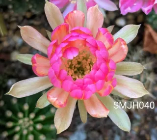 Cactus Lobivia SMJH040