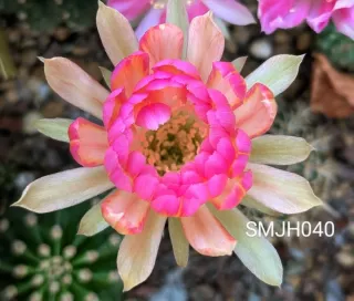 Cactus Lobivia SMJH040