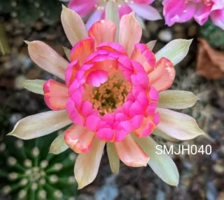 Cactus Lobivia SMJH040