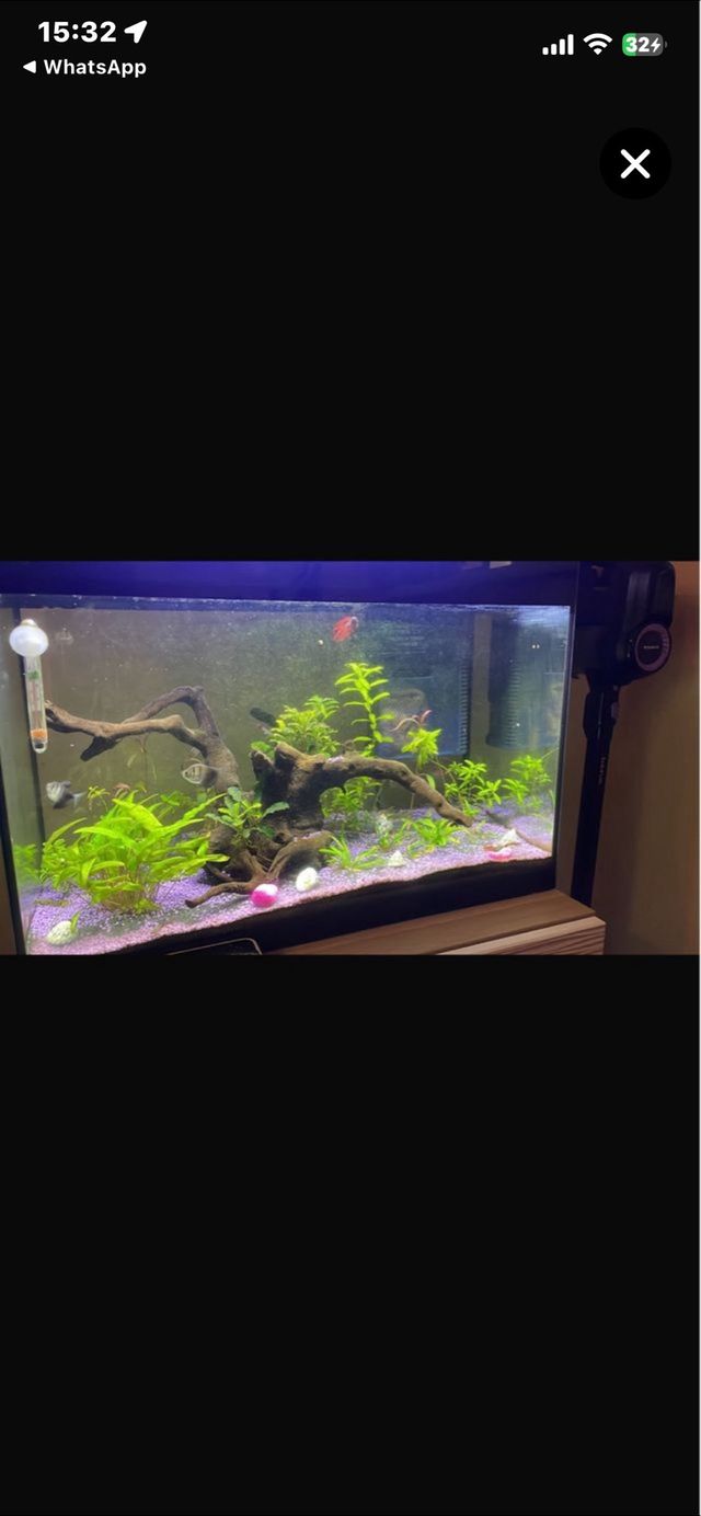 Pecera 100L con termómetro