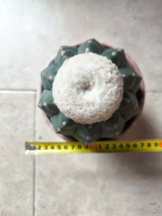 Melocactus maxonii inermis XL