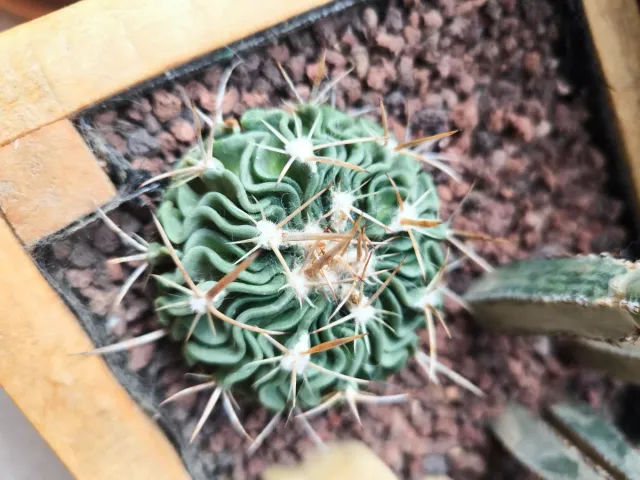 Echinofossulocactus crispatus
