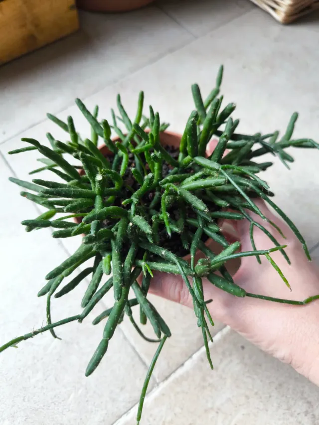 Rhipsalis baccifera planta colgante