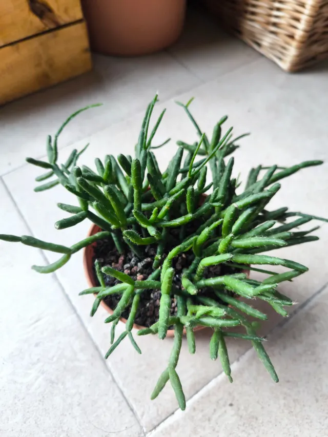 Rhipsalis baccifera planta colgante