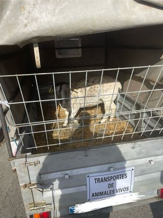 Transportes de Animales