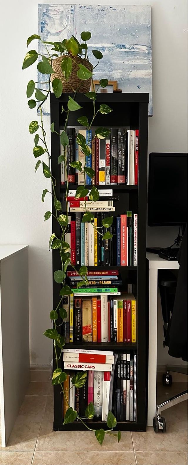 Planta Potos grande con Maceta de mimbre