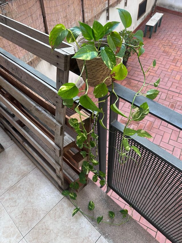 Planta Potos grande con Maceta de mimbre
