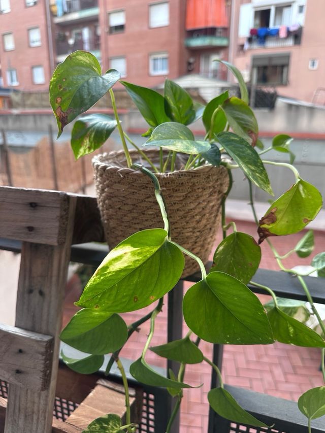 Planta Potos grande con Maceta de mimbre