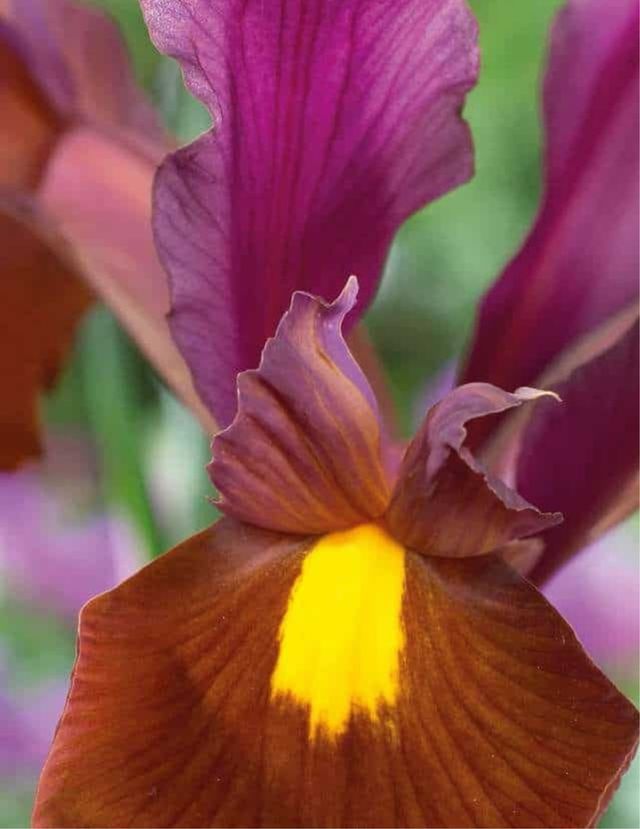 20 bulbi Iris Red Velvet