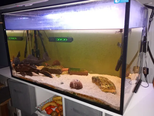 Acuario 350L completo con Plecostomus