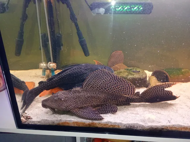 Acuario 350L completo con Plecostomus