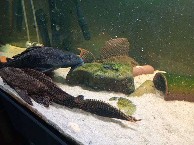 Acuario 350L completo con Plecostomus