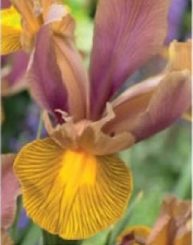 20 bulbi Iris Lion King