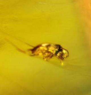 Ámbar con escarabajo 99 Millones años fósiles 