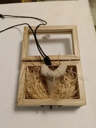 Colgante Diente Tiburón Fósil Otodus Obliquus 5cm