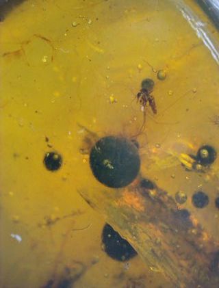 Ámbar Fósil: Mosquito, Esporas y Hierba